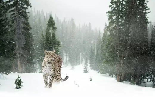 Wildlife Monitoring With the Use of Drones